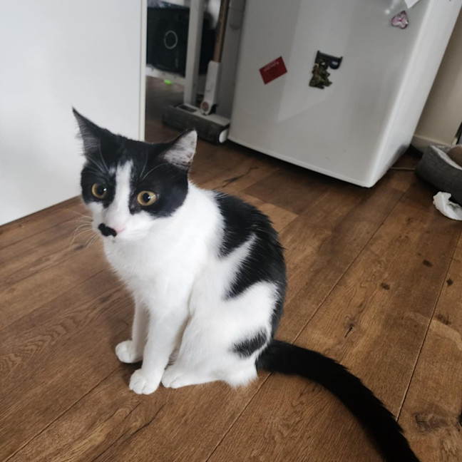 Photo of Moustache (Mustie)