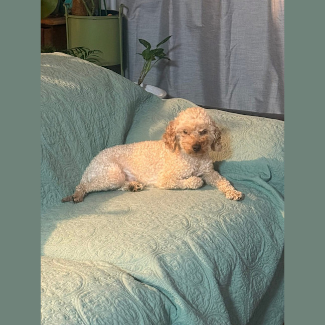Photo of Alfie