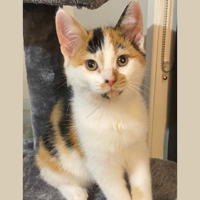Photo of Blossom