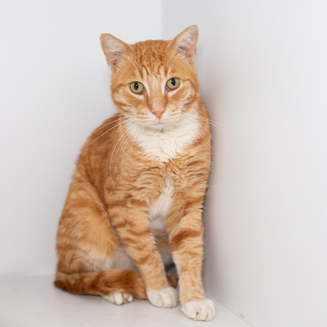 Photo of Kricket