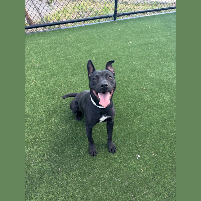 Photo of Ghibli Imp 2118