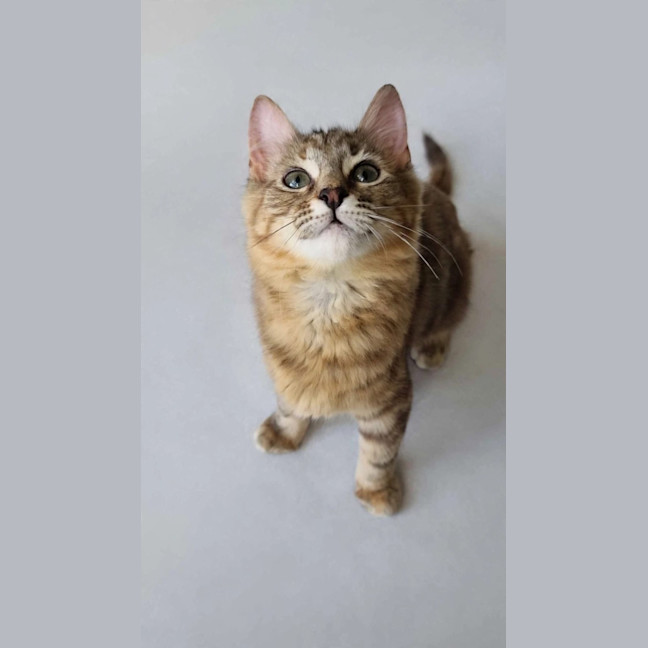 Photo of Skittles 