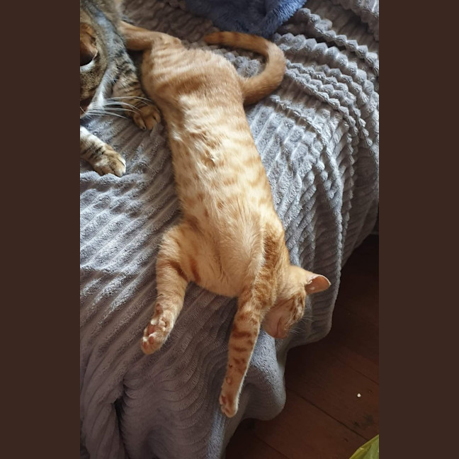 Photo of Dora The Explorer