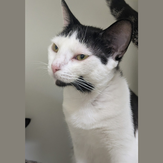 Photo of 🎨 Yoshi 5862 🎨