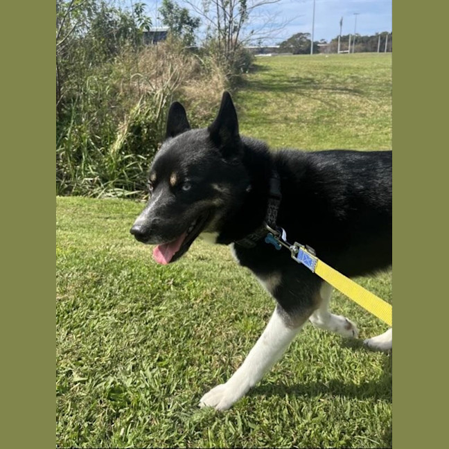 Photo of Shadow