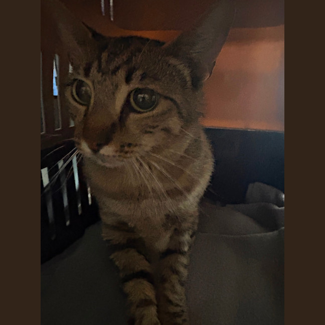 Photo of Jemima **2nd Chance Cat Rescue**