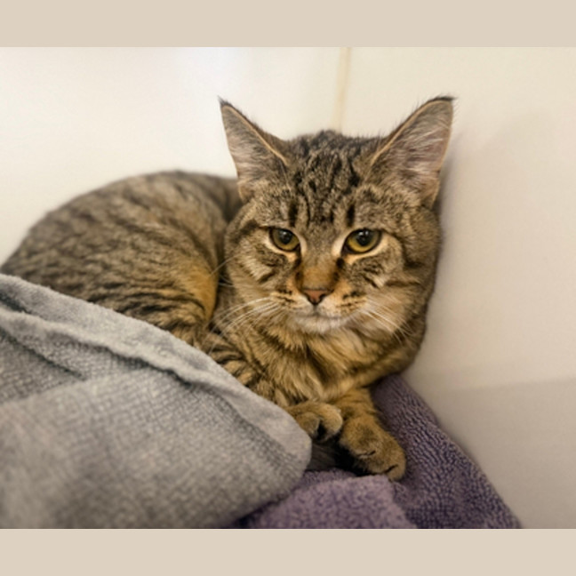 Photo of Kiwi