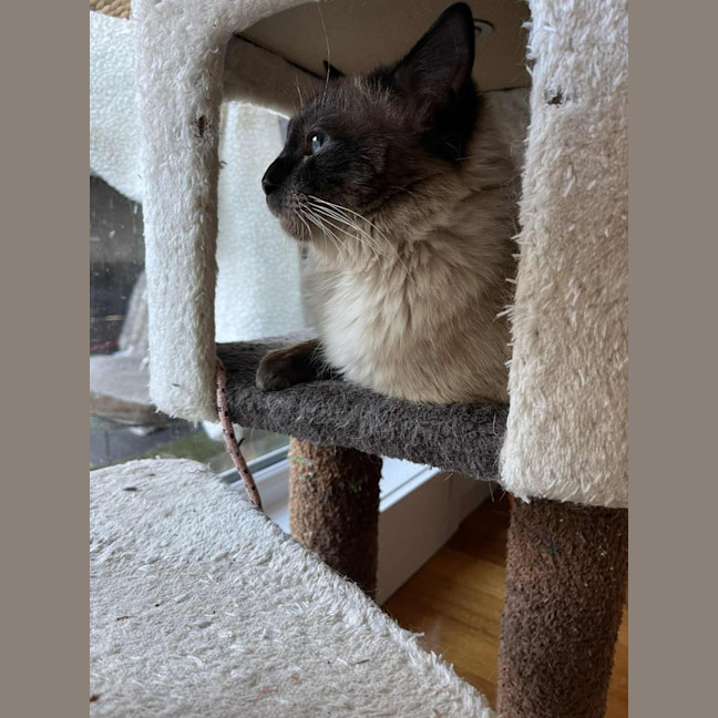 Photo of Mr Mistoffelees   In Foster Care In Frankston