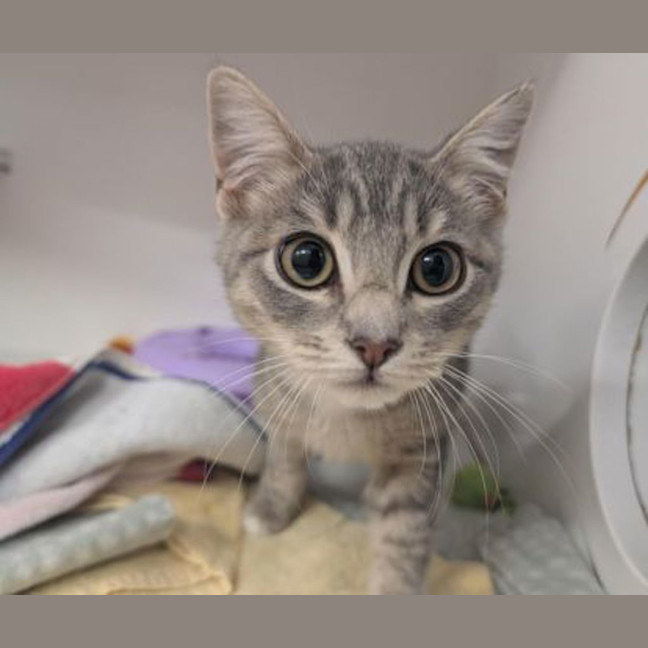 Photo of Grey