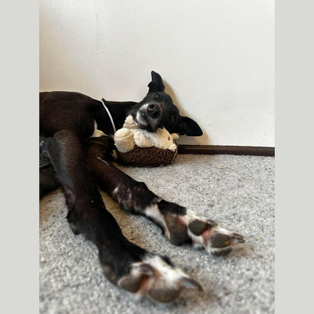 Photo of Violet, The Greyhound