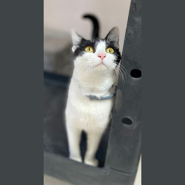 Photo of Gadget (0196)