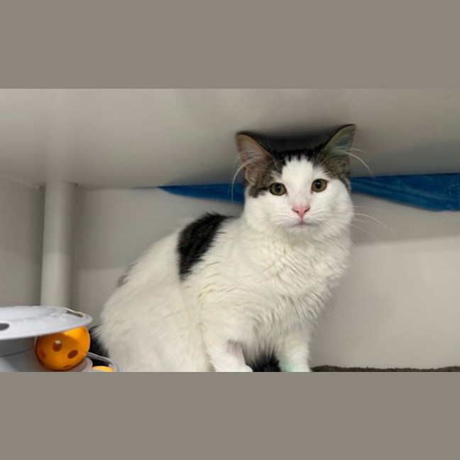 Photo of Oliver