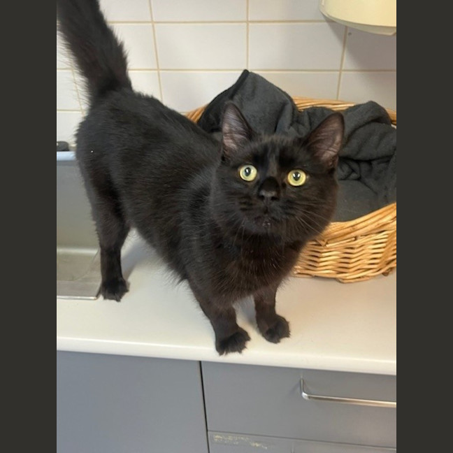 Photo of Nero 