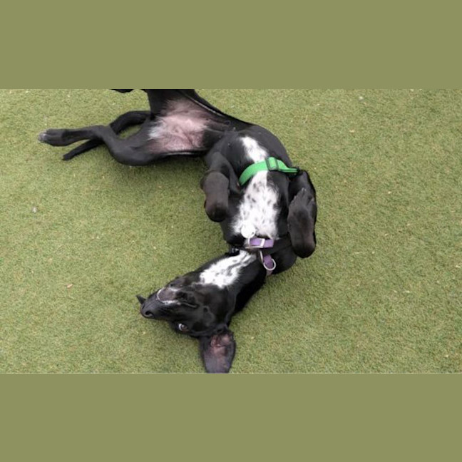 Photo of Bella