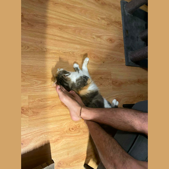 Photo of Tilly   In Foster In Bentleigh East