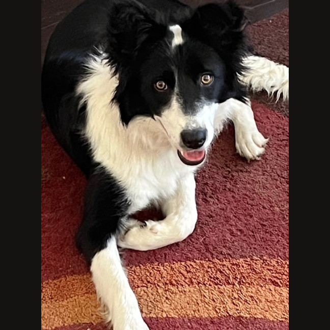 Photo of Bella   7 Month Old Border Collie (Trial)