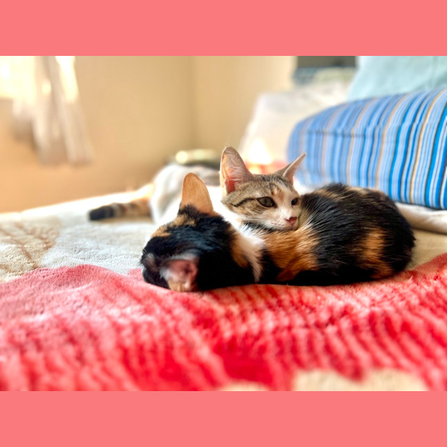 Photo of Ginger
