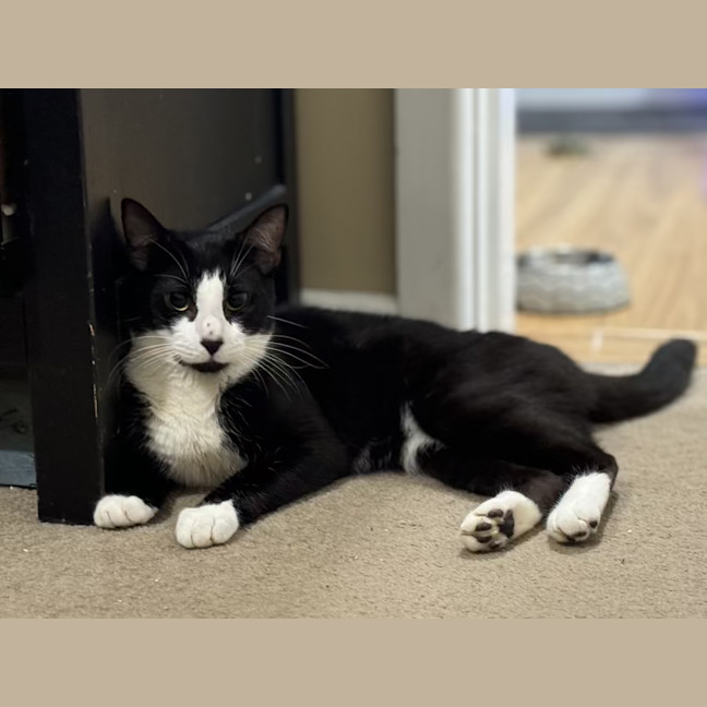 Photo of Manson   2 Year Old Domestic Short Hair (Trial)