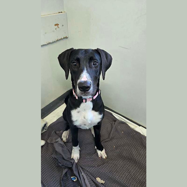 Photo of Daffodil