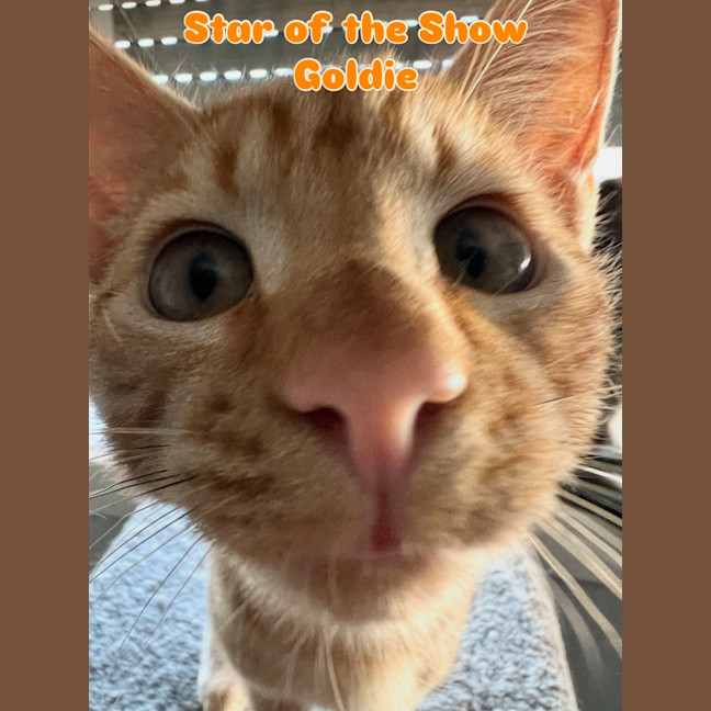 Photo of Goldie 