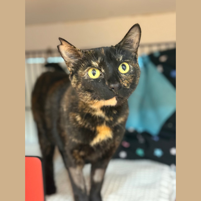 Photo of Chilli