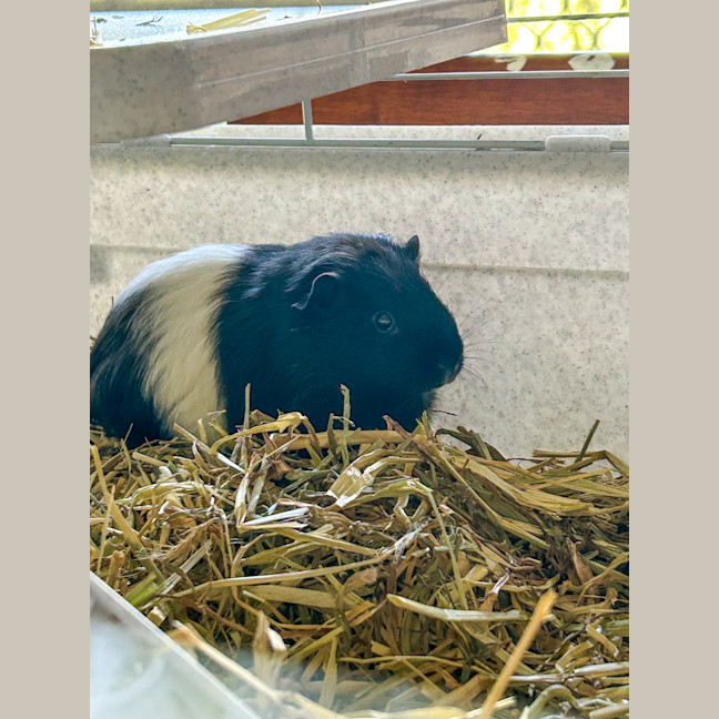 Photo of Sadie