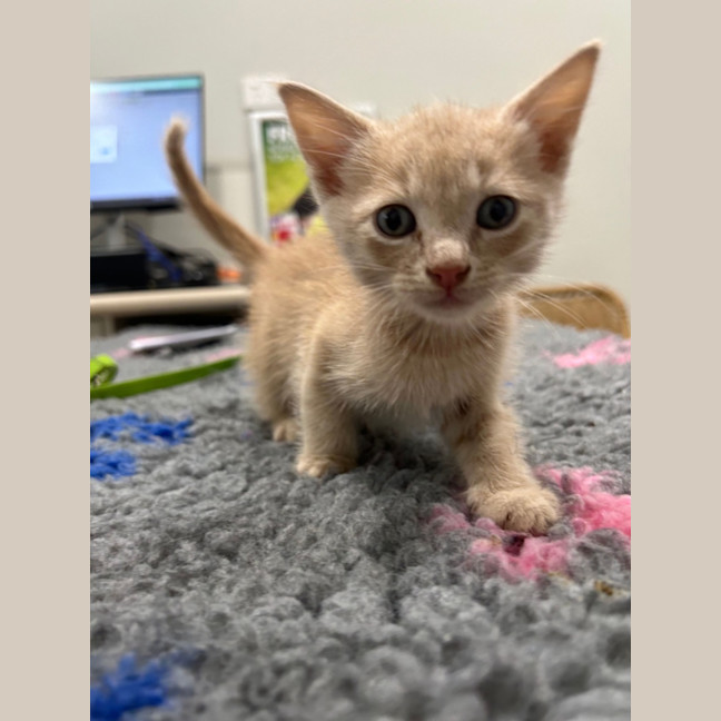 Photo of Tigger