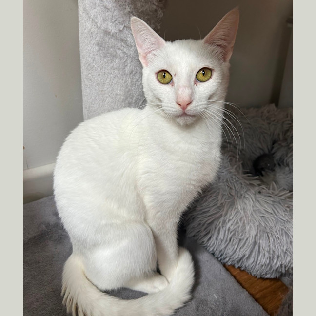 Photo of Casper 