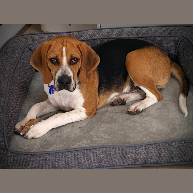 Photo of Bruce   7 Month Old Beagle (Trial)