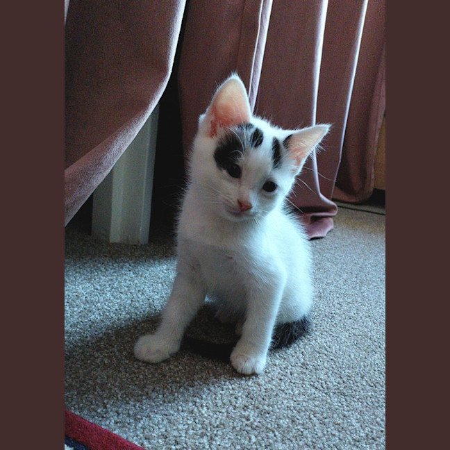 Photo of Oscar