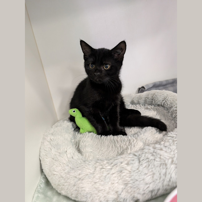 Photo of Hocus 