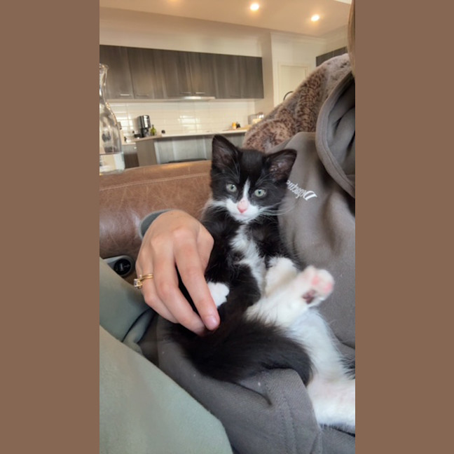 Photo of Boots ( Was Smore)