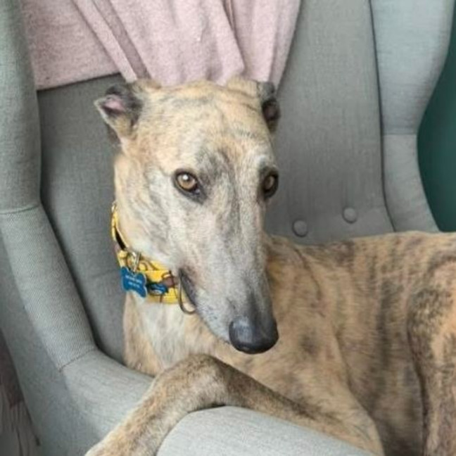 Photo of Marsupalami