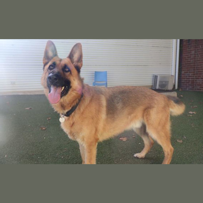 Photo of Laddie