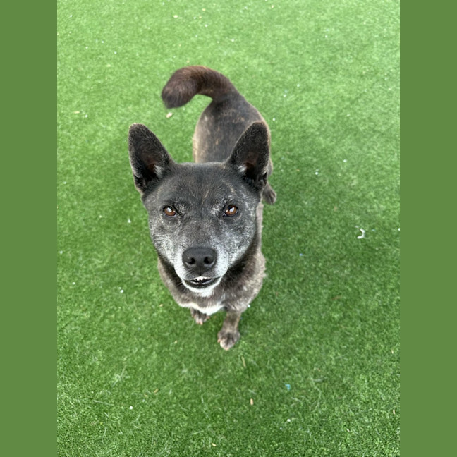 Photo of Meadow Imp 1938