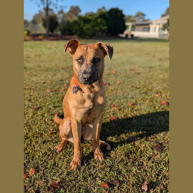 Photo of Sable