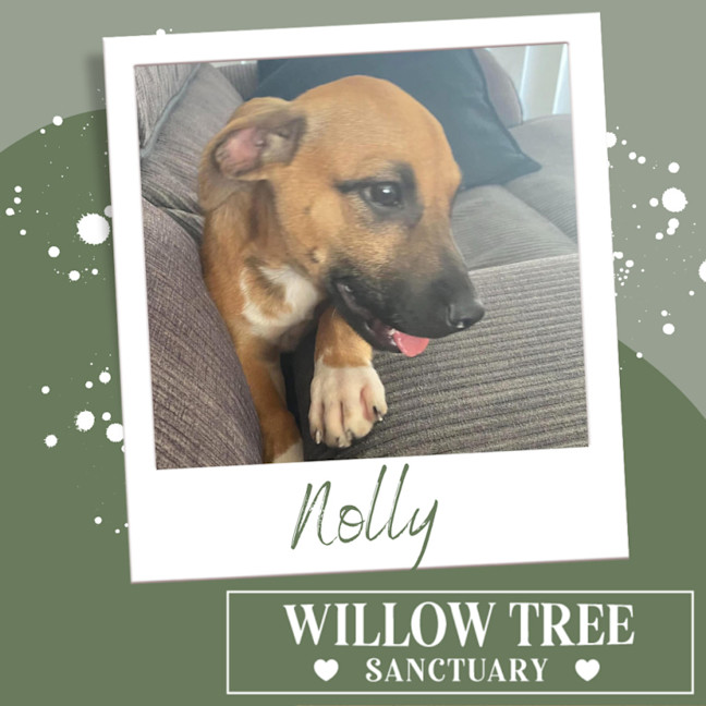 Photo of Nolly