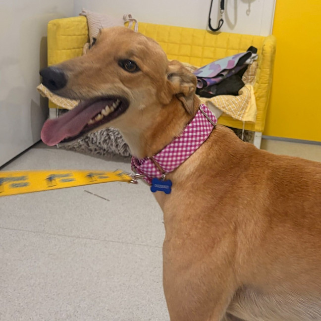 Photo of Cheeseburger The Greyhound