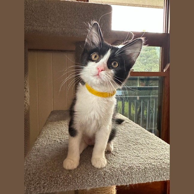 Photo of Pickle