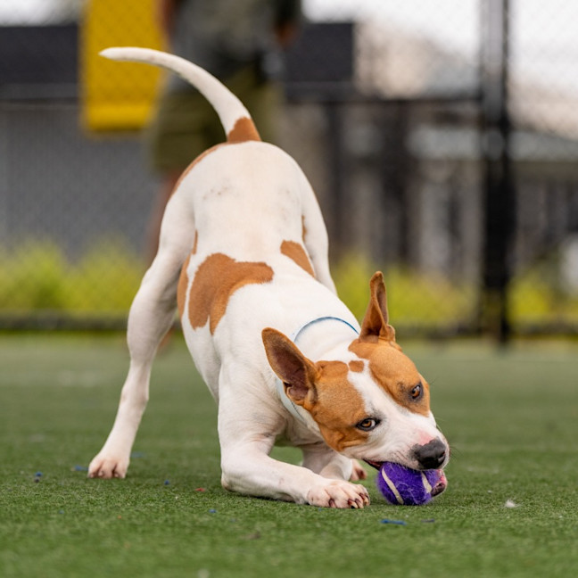 Photo of Toffee Imp 1860