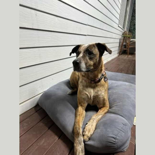 Photo of Stella   Assisted Rehome 💫