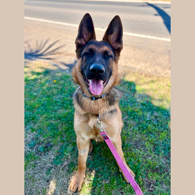Photo of Rex