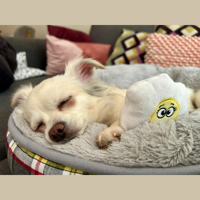 Photo of Missy   4 Year Old Chihuahua