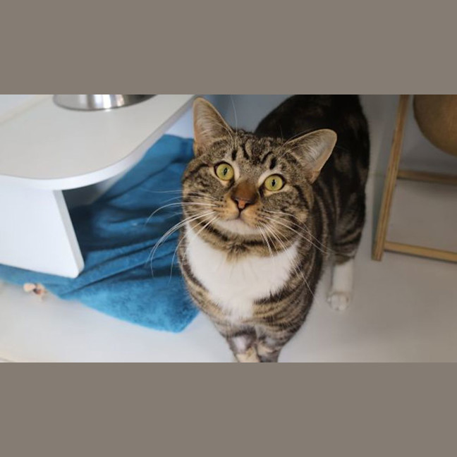 Photo of Banjo
