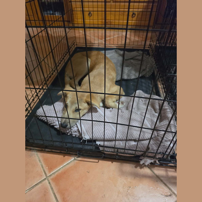 Photo of Caesar 