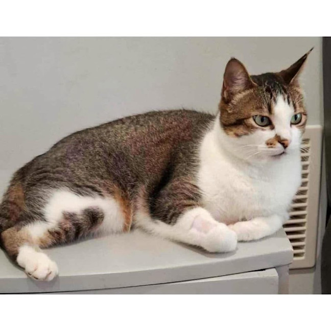 Photo of 11792   Milko