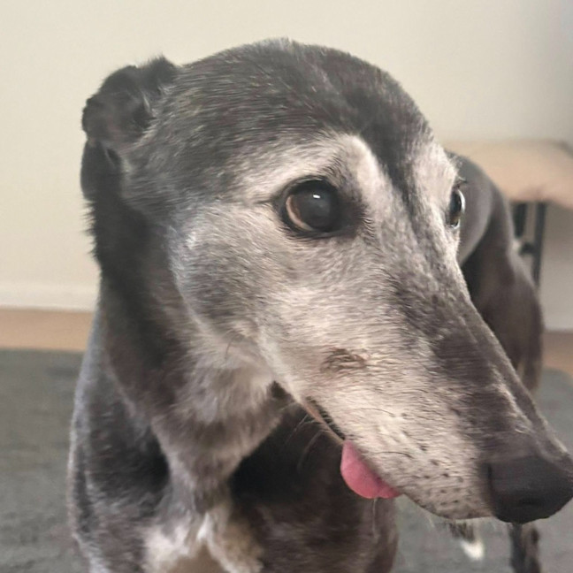 Photo of Lucy Lou The Greyhound