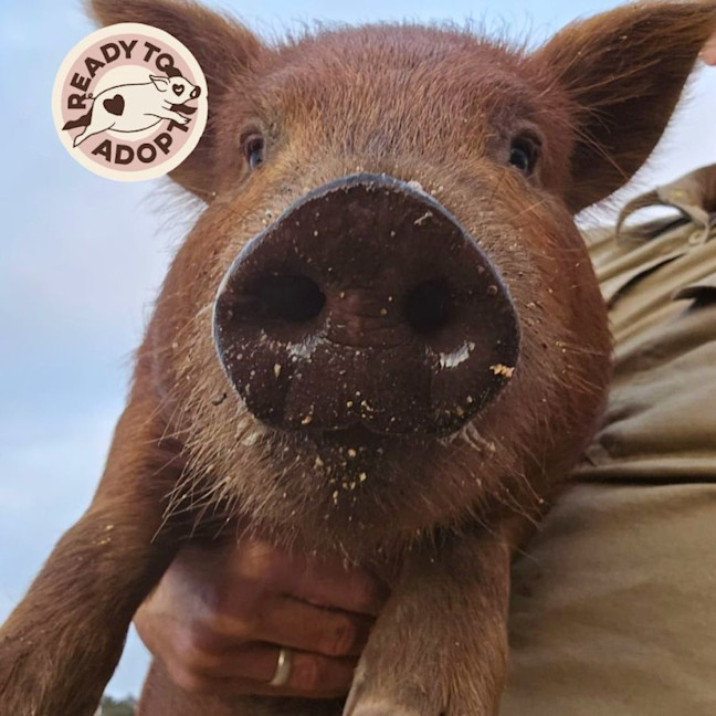 Photo of The Piglets