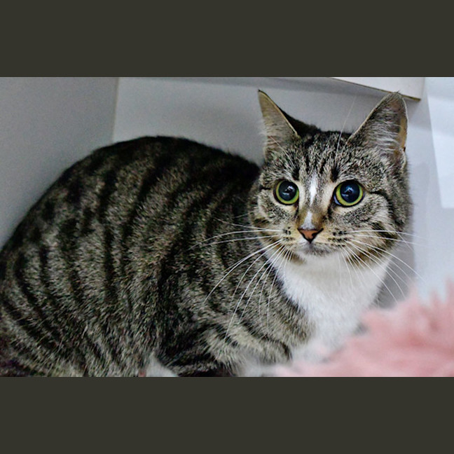 Photo of Meringue