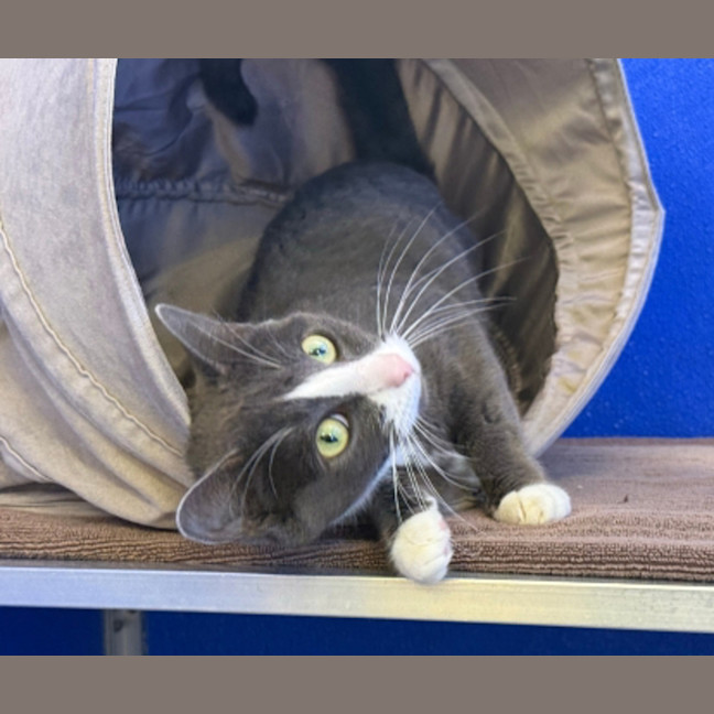 Photo of Luna 